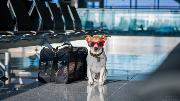 Viajar con mascotas traslado aeropuerto